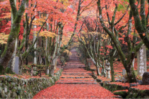 鶏足寺