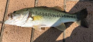 BASS3