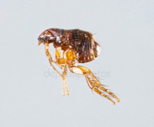 Image [4]