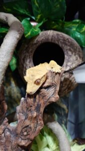むらかみthumbnail_DSC_0280_1597055773429