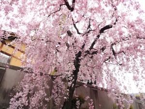 お花見＆はる 046