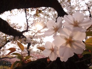 お花見＆はる 136