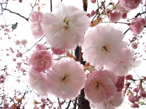 お花見＆はる 040
