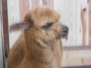 DSCN0875