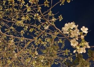 IMG_2496