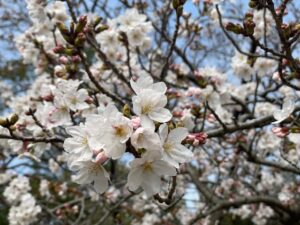 IMG_2532